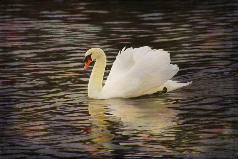 Graceful Swan Photograph by Marilyn Wilson