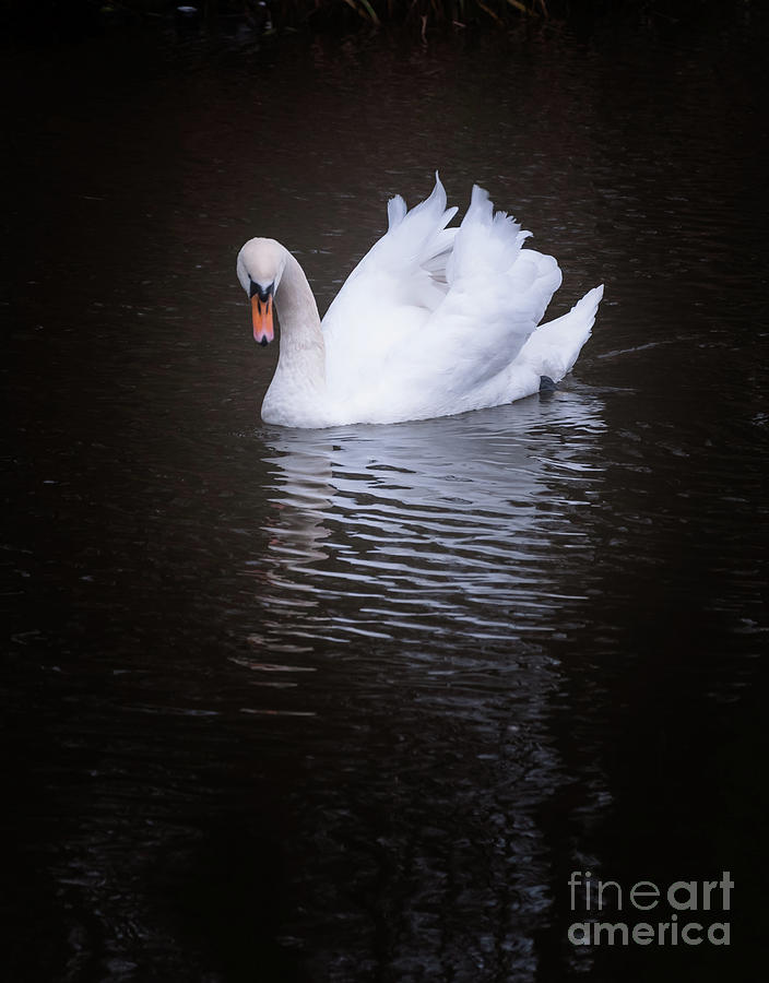 Swan Photograph by Mariusz Talarek