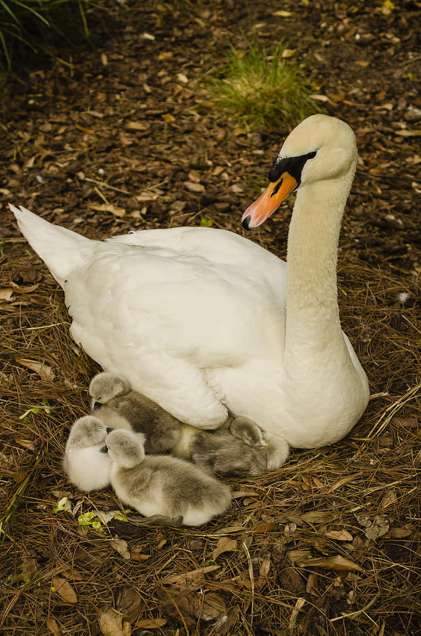 Swan Maternity Ward Photograph by Dick Hudson