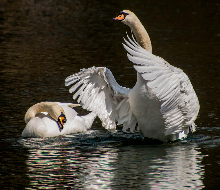 Bijbel stijl steekpenningen Swan Mating Dance Photograph by Cathy Donohoue - Pixels