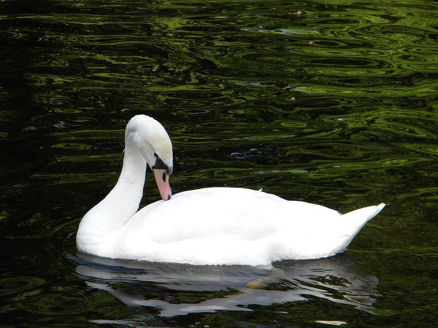 Swan May Photograph by Manuela Constantin