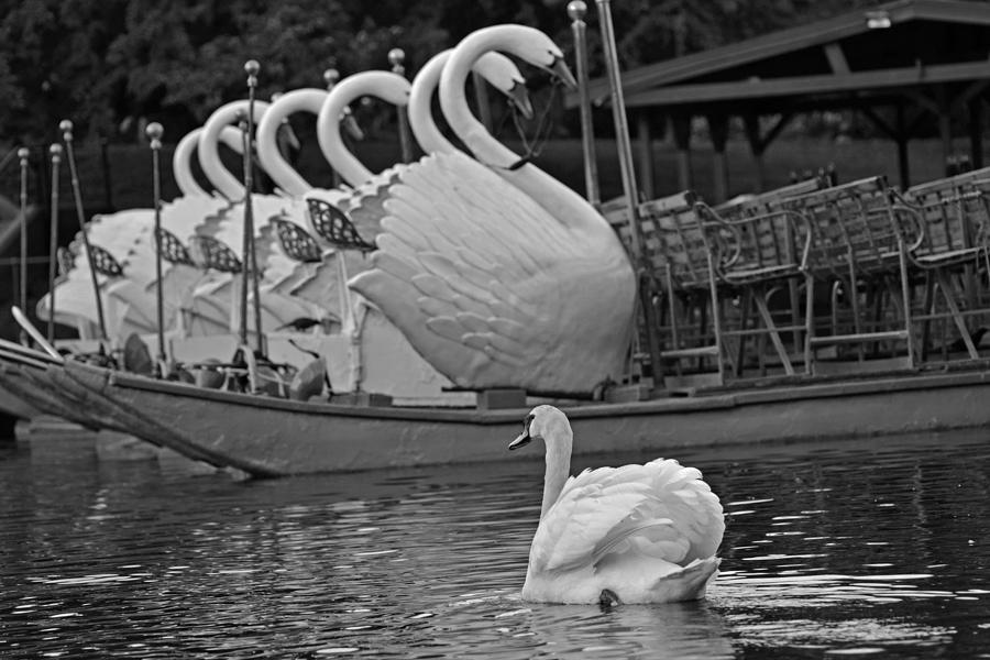 Swan meeting up with some friends Black and White Photograph by Toby McGuire