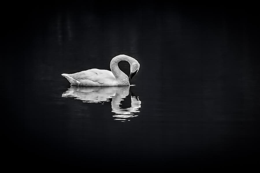 Swan Mirror Photograph by David Downs
