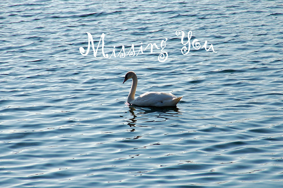 Swan Miss You Photograph