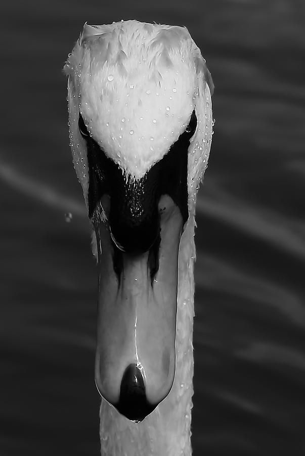 Swan Monochrome Photograph by Jeff Townsend