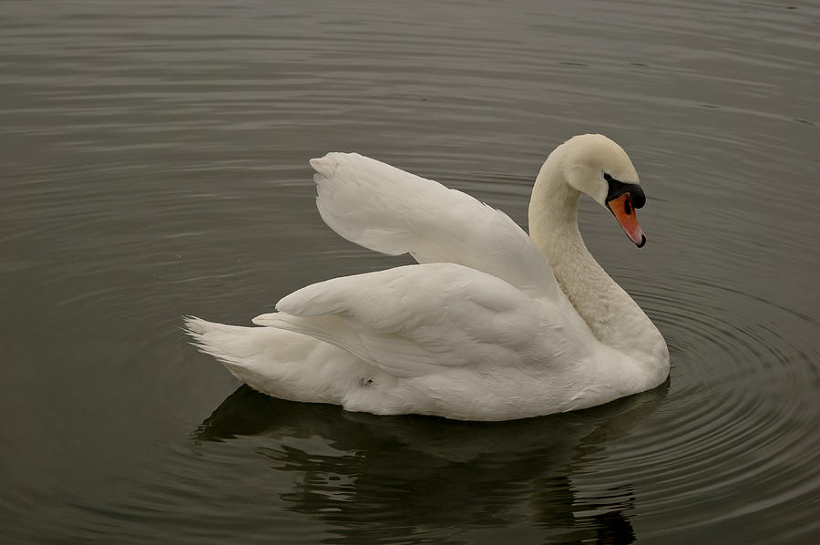 Swan move one. Photograph by Elena Perelman