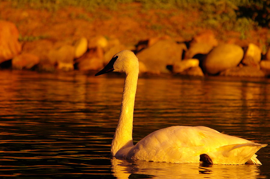 Swan Near Sundown Photograph