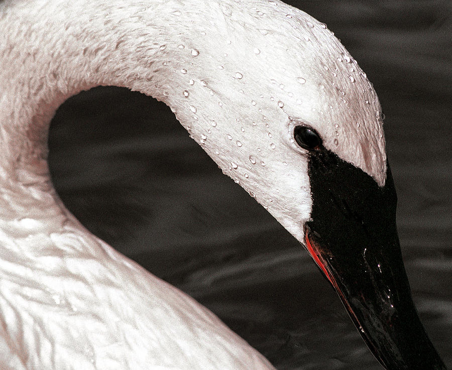 Swan Neck Photograph by Jean Noren