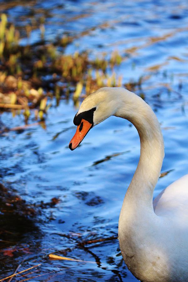 swan-neck-karen-silvestri.jpg