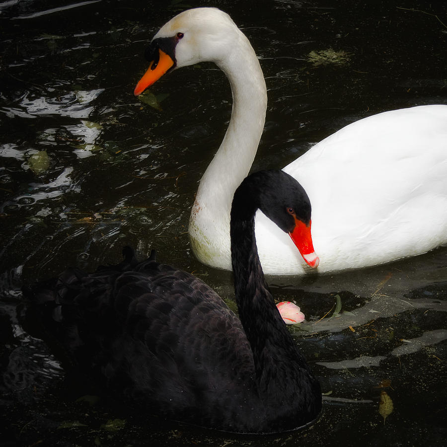 Swan Photograph - Swan by Nelson Mineiro