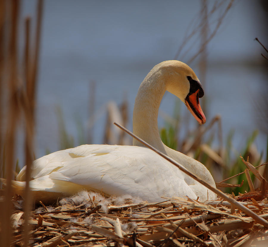 Swan nesting by Chris Babcock Swan nesting by Chris Babcock