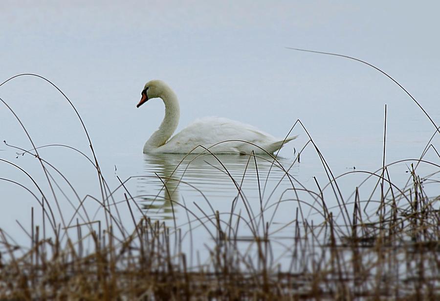 Bird Photograph - Swan of April by Al Fritz