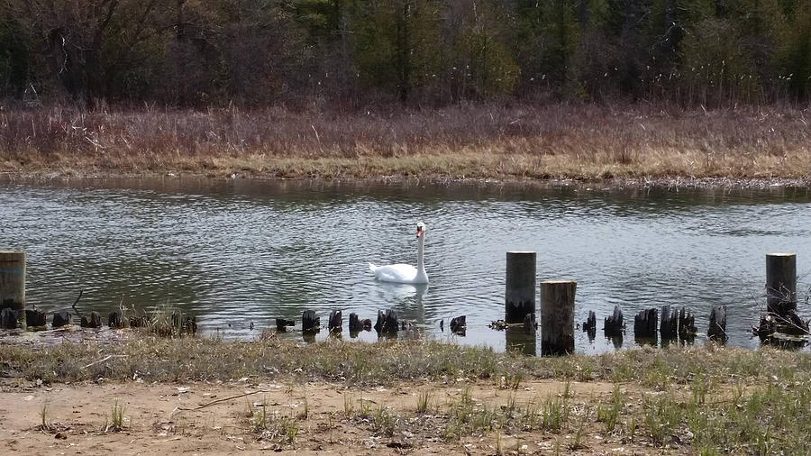 Swan of Crooked River Photograph by Wendy Shoults