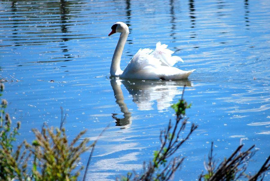 Swan Photograph - Swan on a Lake by Matt Quest