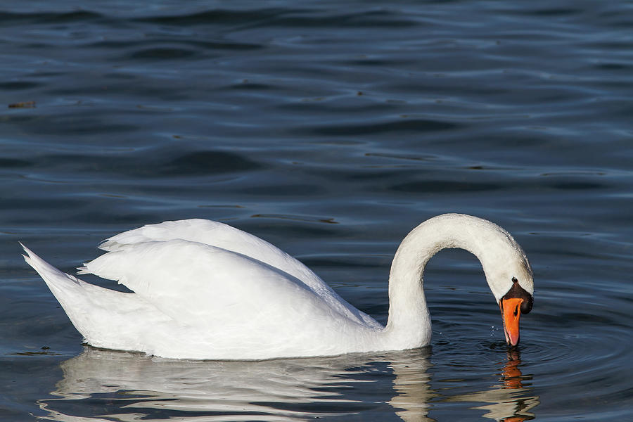Swan on a lake Photograph by Paul MAURICE