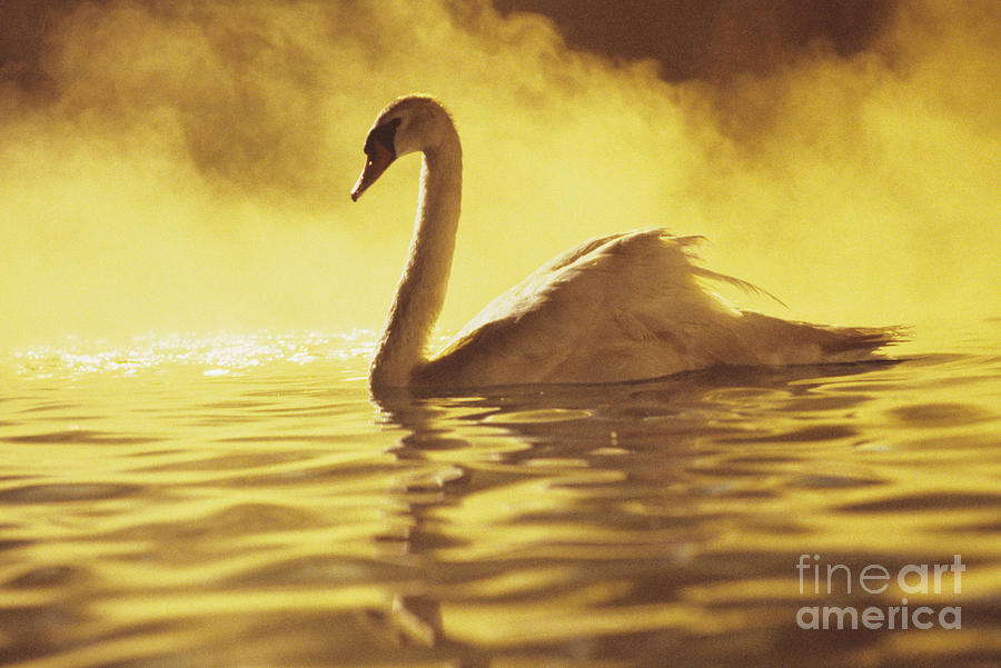 Swan on Gold Photograph by Brent Black - Printscapes