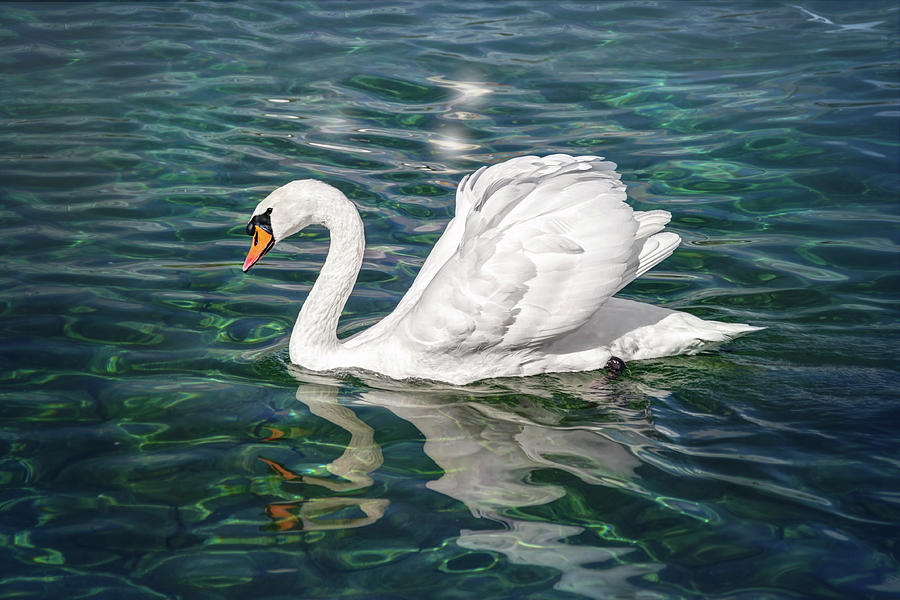 Swan on Lake Geneva Switzerland  Photograph by Carol Japp