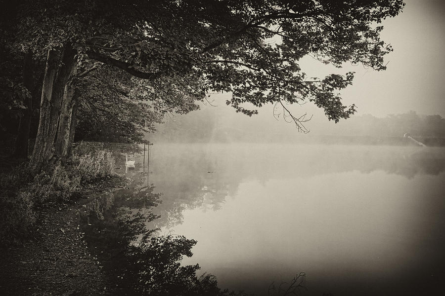 Swan on Misty Lake Photograph by Hugh Smith