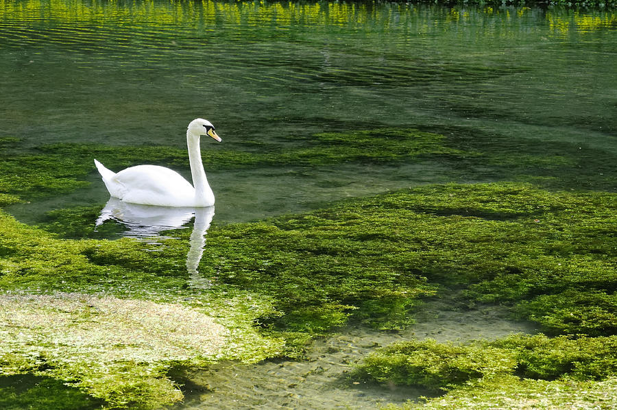 Swan on the River Lathkill Photograph by Rod Johnson