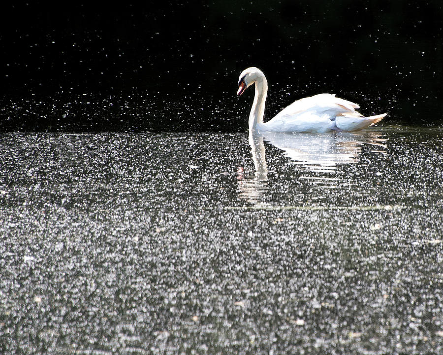 Swan on the Water Digital Art by Roy Pedersen
