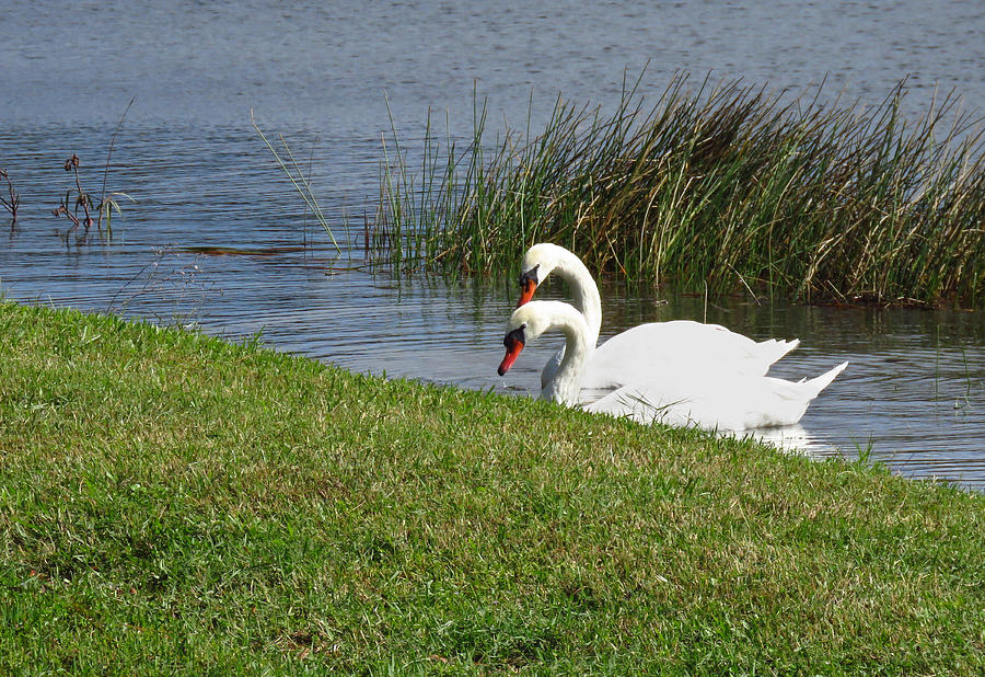 Swan Pair as Photographed Photograph by Rosalie Scanlon