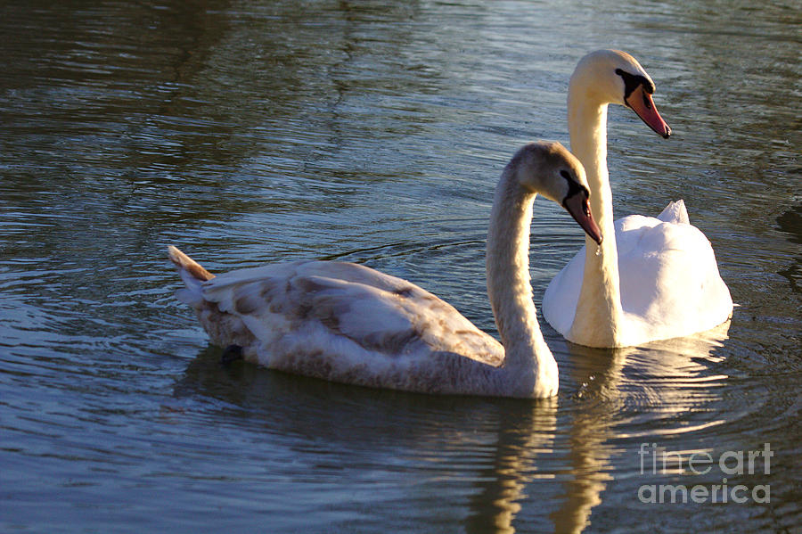 Swan Pair in the Sun Photograph by Jeremy Hayden