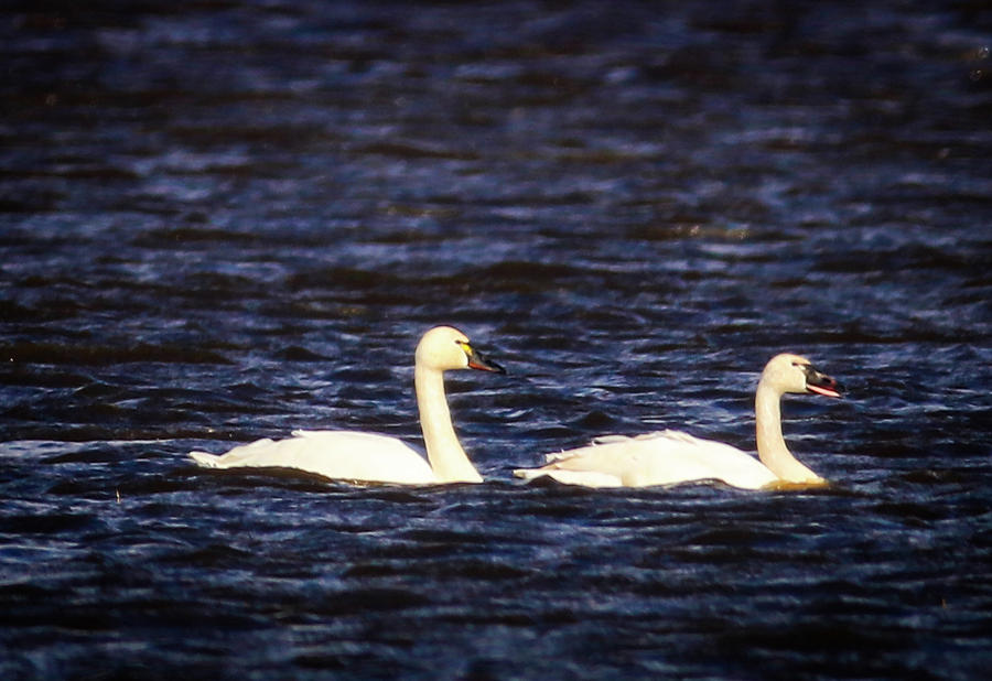 Swan Pair Photograph by Dr Janine Williams