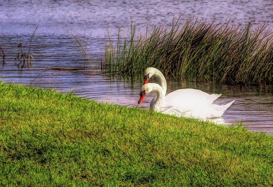 Swan Pair Warm Color Photograph by Rosalie Scanlon