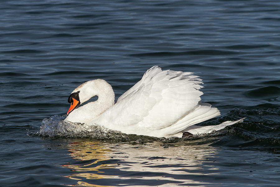 Swan Photograph by Paul MAURICE