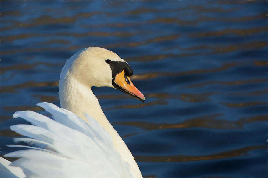 Swan Portrait Photograph