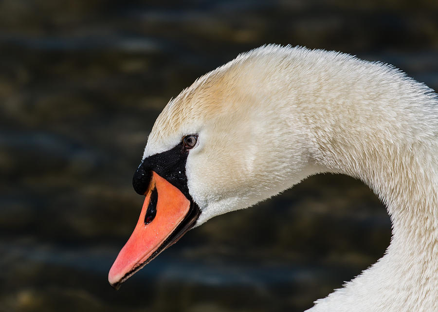Swan portrait Photograph by Claudio Maioli