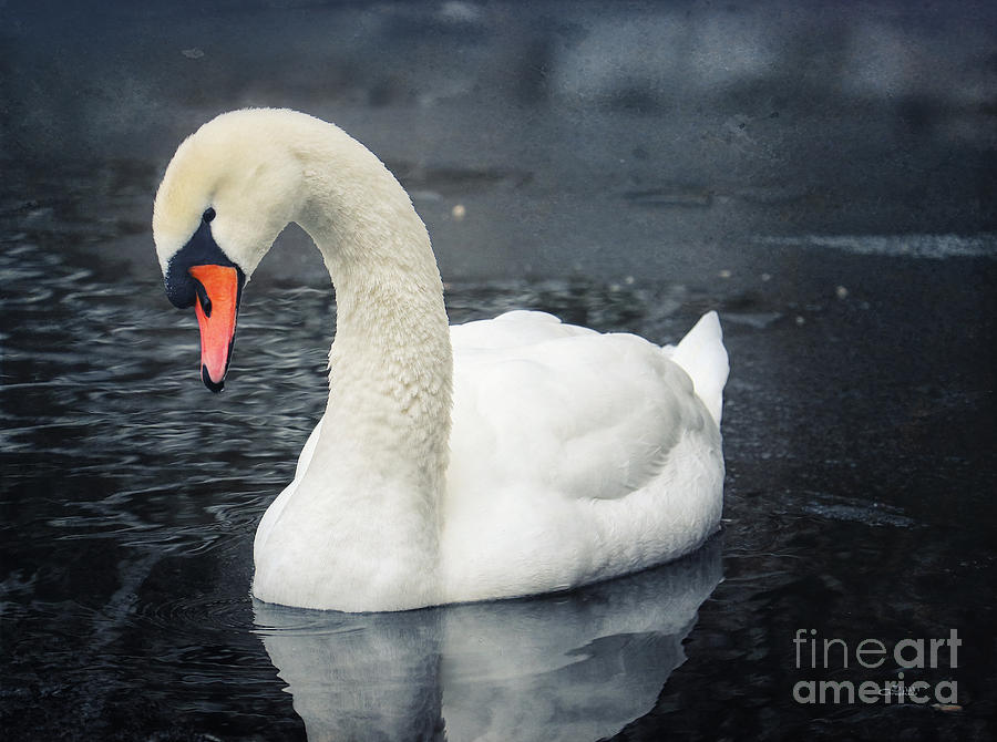 Swan Portrait Photograph by Jutta Maria Pusl