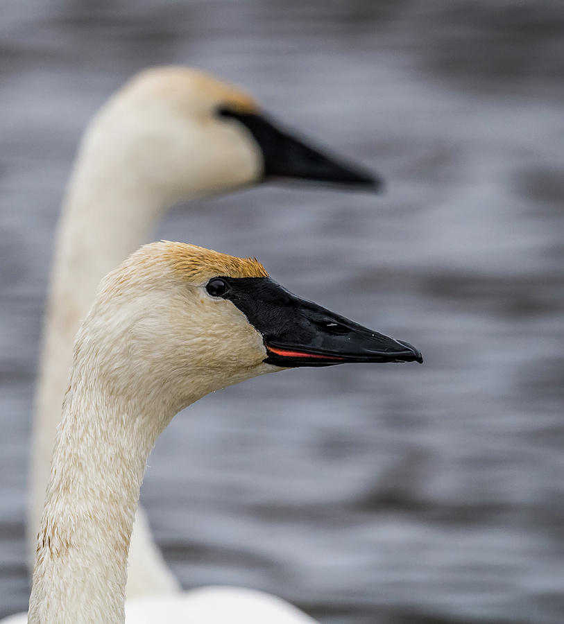Swan Portrait Photograph by Paul Freidlund