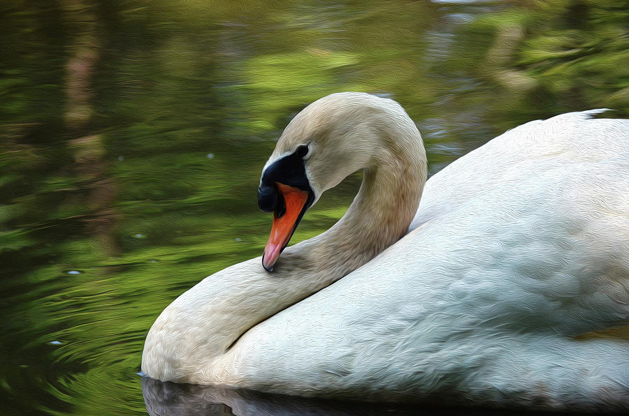 Swan portrait  Photograph by Ronda Ryan