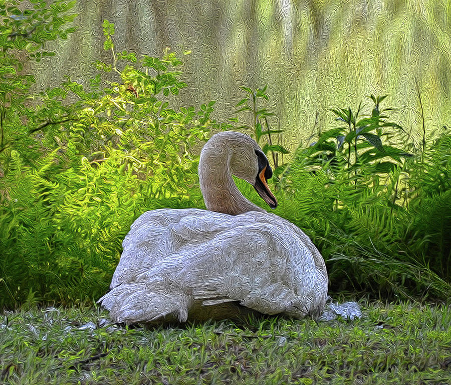 Swan pose w/edit Photograph by Ronda Ryan