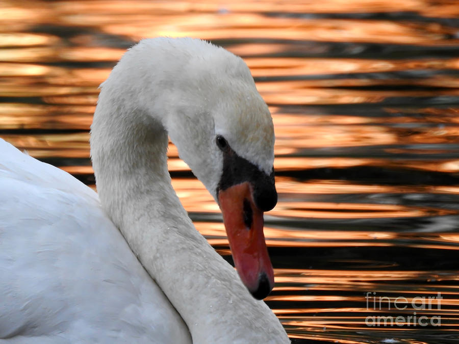 Swan Profile at Sunset Photograph by Beth Myer Photography