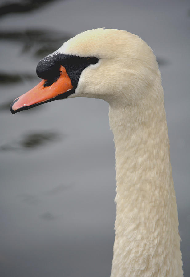 Swan Profile Photograph by Richard Andrews