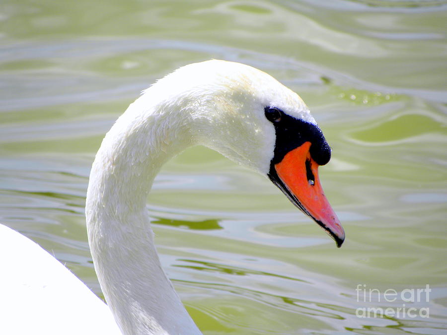 Swan Profile Photograph by Terri Mills