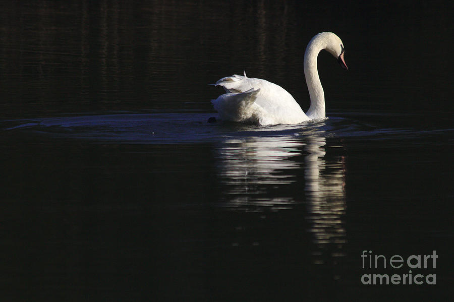 Swan Reflected Photograph by Jeremy Hayden