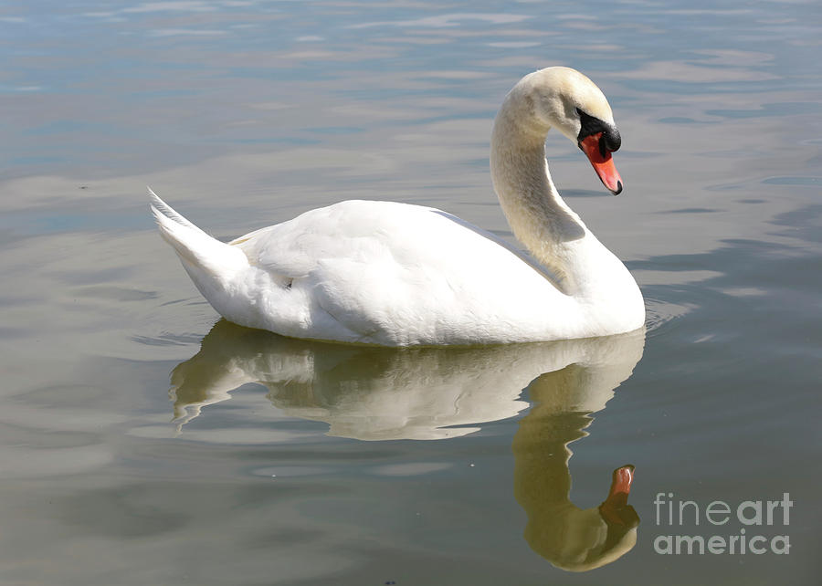 Swan Photograph - Swan Reflecting by Carol Groenen
