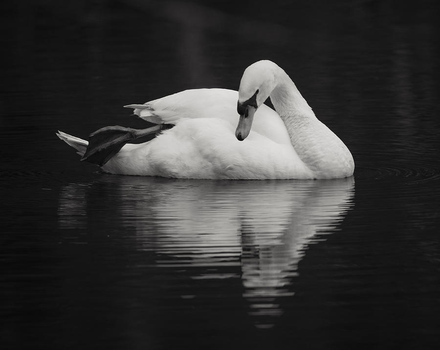 Swan Reflection Photograph by Alicia BRYANT - Pixels