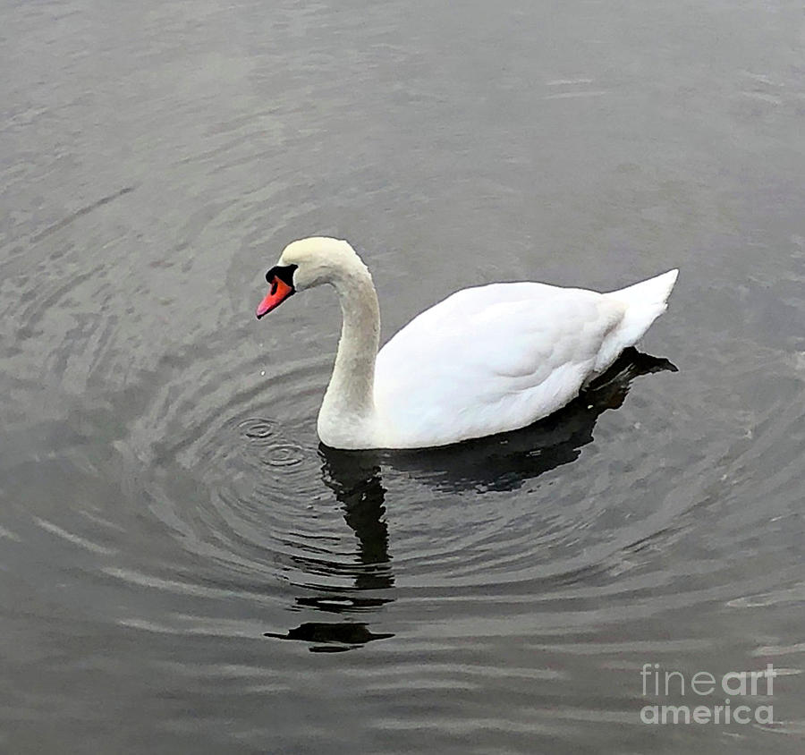 Swan Reflection Photograph by CAC Graphics