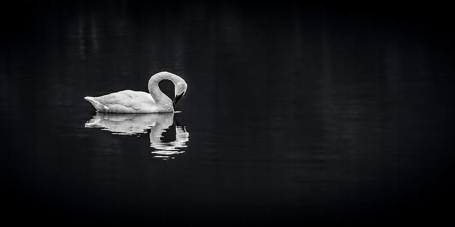Swan Reflection Photograph by David Downs