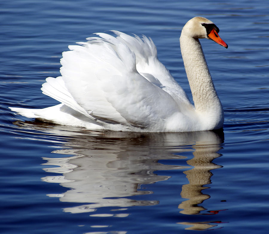 Swan Reflection Photograph by Dawn Williams
