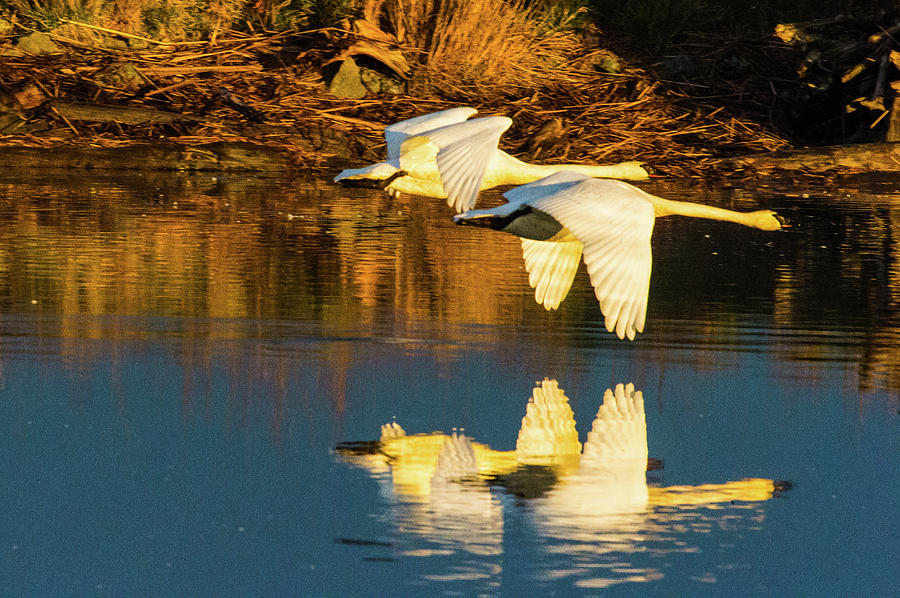 Swan reflection Photograph by Hisao Mogi