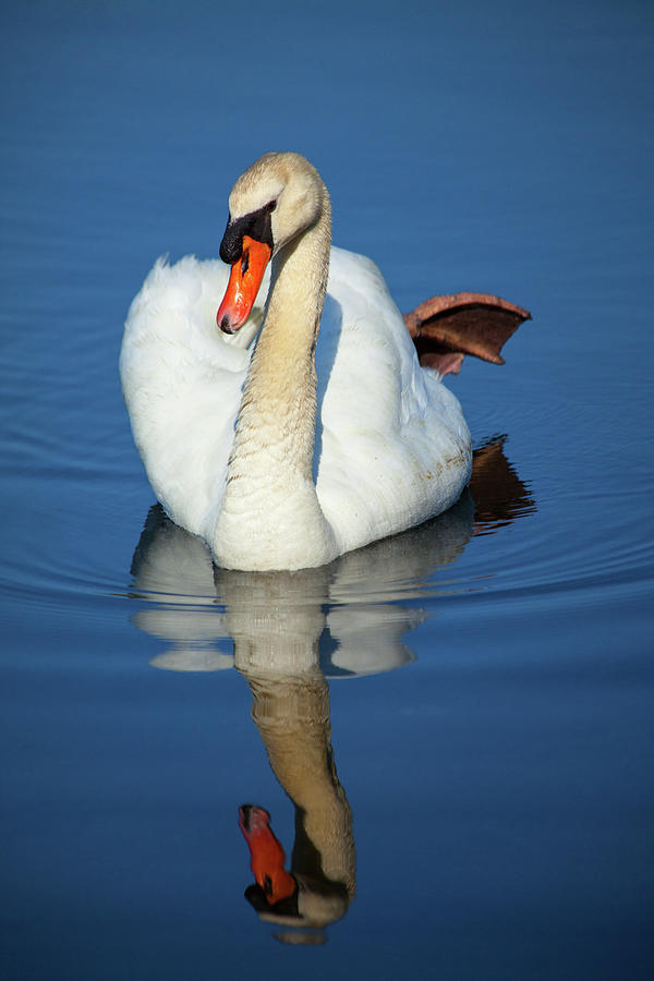 Swan Reflection Photograph by Karol Livote