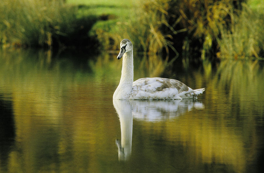Swan Reflection Photograph by Steve Somerville