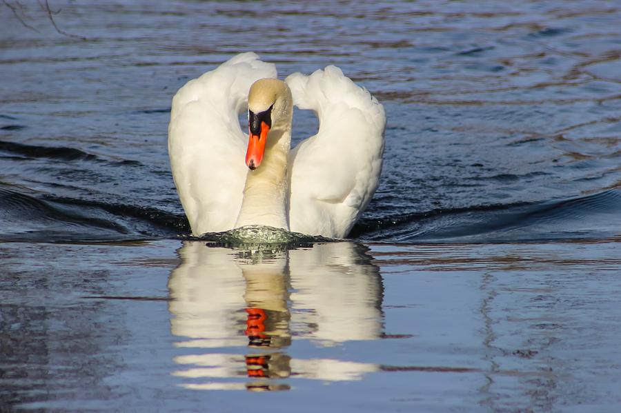 Swan Reflection Photograph by Tonya Peters - Fine Art America