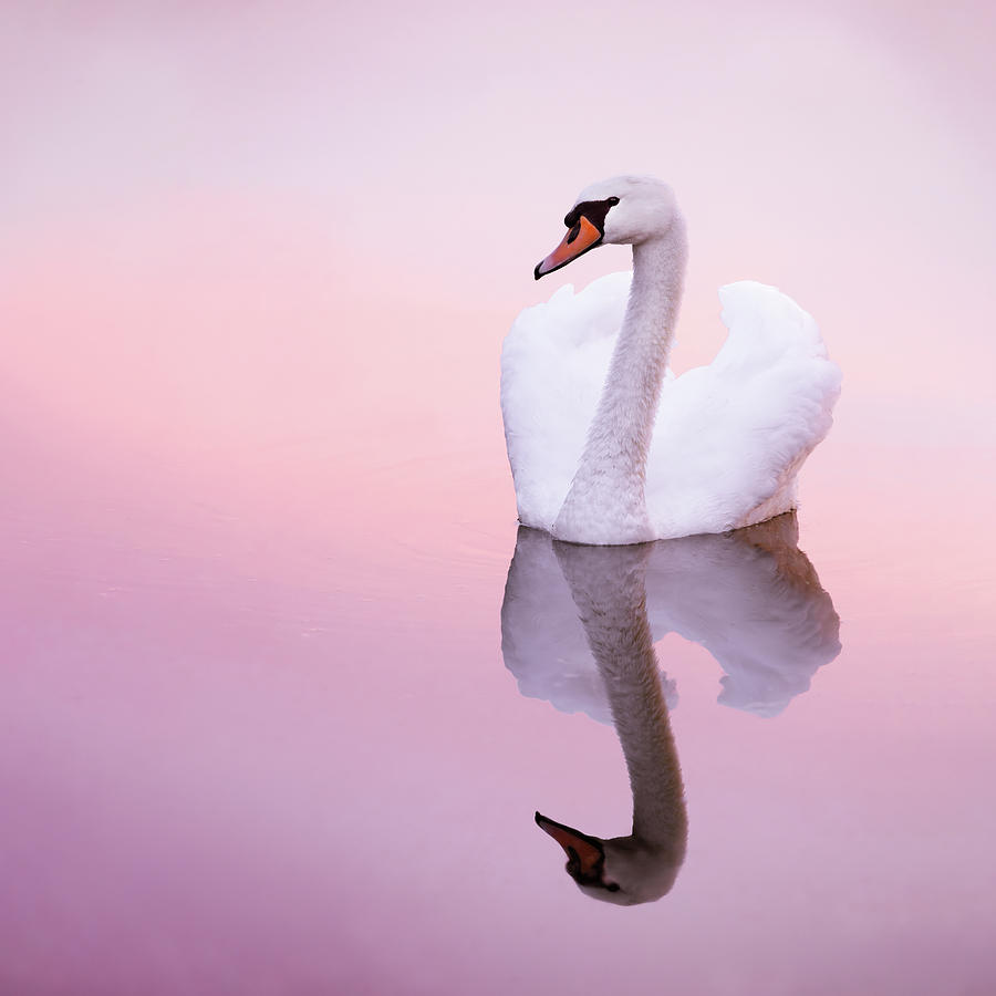 Swan Photograph - Swan Reflections by Roeselien Raimond