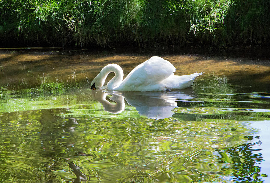 Swan Reflections, Rural England Photograph by Venetia Featherstone-Witty